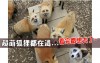 想近距離接觸狐狸嗎  日本的狐狸村有上百隻的狐狸陪你玩歐