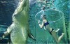 主題公園開放「死亡之籠」讓遊客與鱷魚一起潛水，果然是勇者才敢嘗試阿