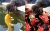 網路上爆紅的狗狗親魚的照片，讓人看到心都暖化了…為了慶祝他們的愛情，網友們又開始P圖啦XD