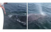 一隻「閃閃發亮」座頭鯨突游向船隻  仔細一看才驚覺牠在「向人類求救」畫面震撼全網