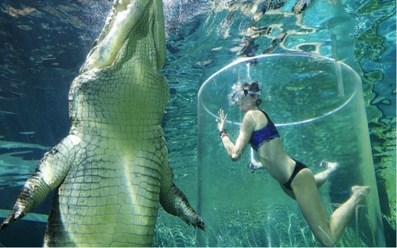          主題公園開放「死亡之籠」讓遊客與鱷魚一起潛水，果然是勇者才敢嘗試阿！  -               