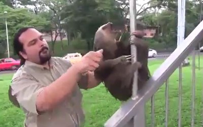 不准碰林北  樹懶不想被救緊抱欄杆「崩潰仰天尖叫」：就說我沒事啊～