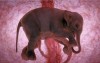 15種動物胚胎在子宮裡成長的模樣，真是美到令人屏息。