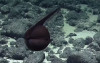 超獵奇深海生物  「膨脹成黑色氣球飄游」突然張嘴詭異變扁身  網驚呆：是異形吧