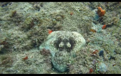 章魚絕對是深海底最會偽裝的生物了  這個偽裝過程讓人嘖嘖稱奇