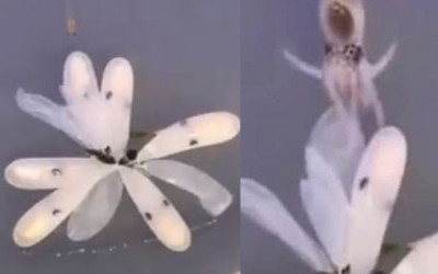 小章魚孵化秀  生命誕生瞬間像「白花綻放」一孵化身體秒變保護色
