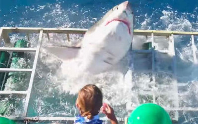 大白鯊意外闖入餵鯊籠  「人鯊一籠」的險境讓眾人全嚇傻，潛水員機智逃脫一劫